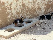 Omda House goats in shade 1997