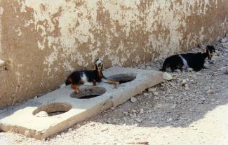 Omda House goats in shade 1997